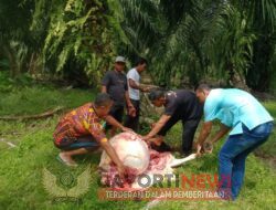 Lestarikan Tradisi, Pondok Kemuning Langsa Potong 14 Hewan Qurban