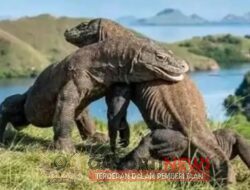 Pemerintah Provinsi Nusa Tengara Timur: Kenaikan Tarif Ke TN Komodo Tetap Berlaku