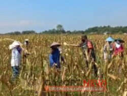 Sukseskan Ketahanan Pangan,Babinsa Koramil Tipe B 0804/06 Maospati Bantu Petani Panen jagung