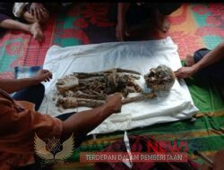 Warga Desa Lobu Tayas Ditemukan Meninggal di Mangsa Harimau Sumatera