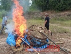 Kecolongan Polsek Pagelaran Grebek Arena Tempat Judi Sabung Ayam Tapi Sudah Tak Bertuan