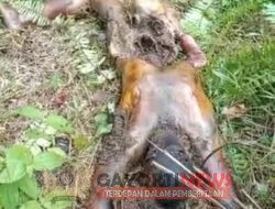 Mayat Ditemukan Membusuk Di Lokasi Kebun Sawit Wilayah Senamat Pelepat Bungo