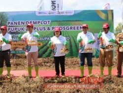 Bupati Karo Hadiri Panen Raya Kentang Demplot Pupuk Phosgreen dan ZA Plus di Desa Bukit