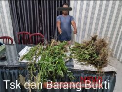 Satnarkoba Polres Tanah Karo Tangkap Petani Ganja di desa Sukanalu Teran