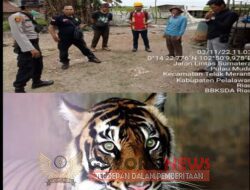 Harimau Muncul Tebar Ancaman BKSDA Berkata Hutan Rusak di Pemukiman Sudah Memangsa Ternak