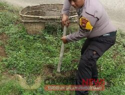 Peduli Penghijauan, Bhabinkamtibmas Lakukan Penyerahan dan Penanaman Bibit Matoa kepada Masyarakat