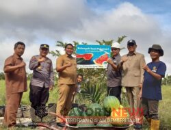 Dukung Ketahanan Pangan, Polsek Koto Gasib, Res Siak, Polda Riau, Lakukan Giat Panen Raya Buah Semangka di Lahan Kelompok Tani