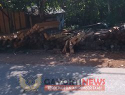 Tumpukan kayu Belian di desa sungai beliung yang tidak jauh dari jalan lintas provinsi Kalbar nya tak pernah tersentuh APH