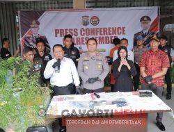 Bupati Apresiasi Polres Jember yang Berhasil Ungkap Tanaman Ganja di Rumah Warga