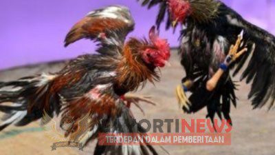 Ada apakah dengan pembiaran judi sabung ayam