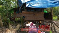 Tumpukan Kayu Diduga Ilegal  Ribuan Batang Milik Cukong Cukong